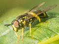 Chrysotoxum bicinctum